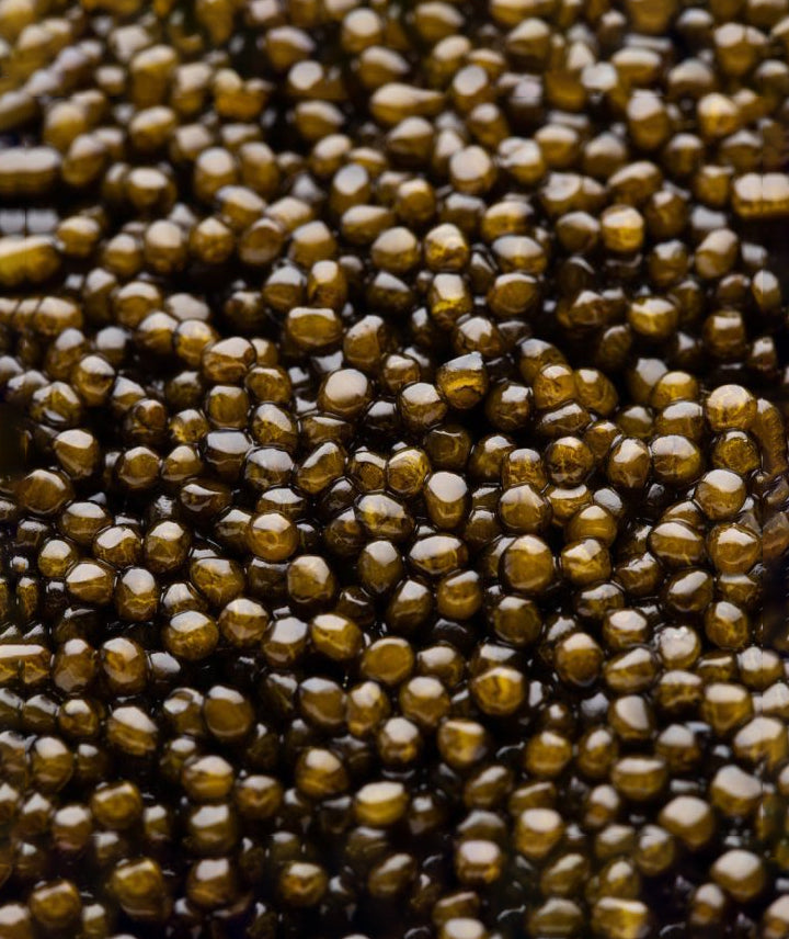 Caviar Ossetra - 50g