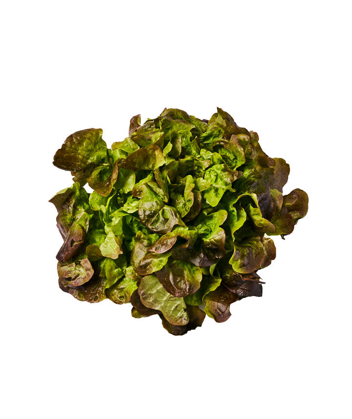 Feuille de chêne verte