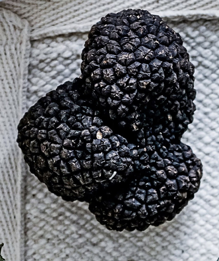 Truffes noires entières